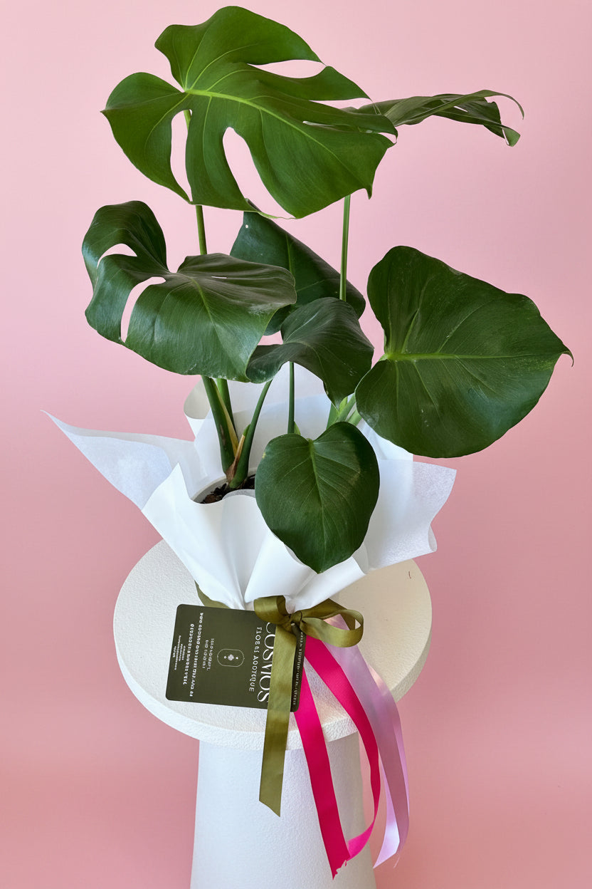 Monstera plant