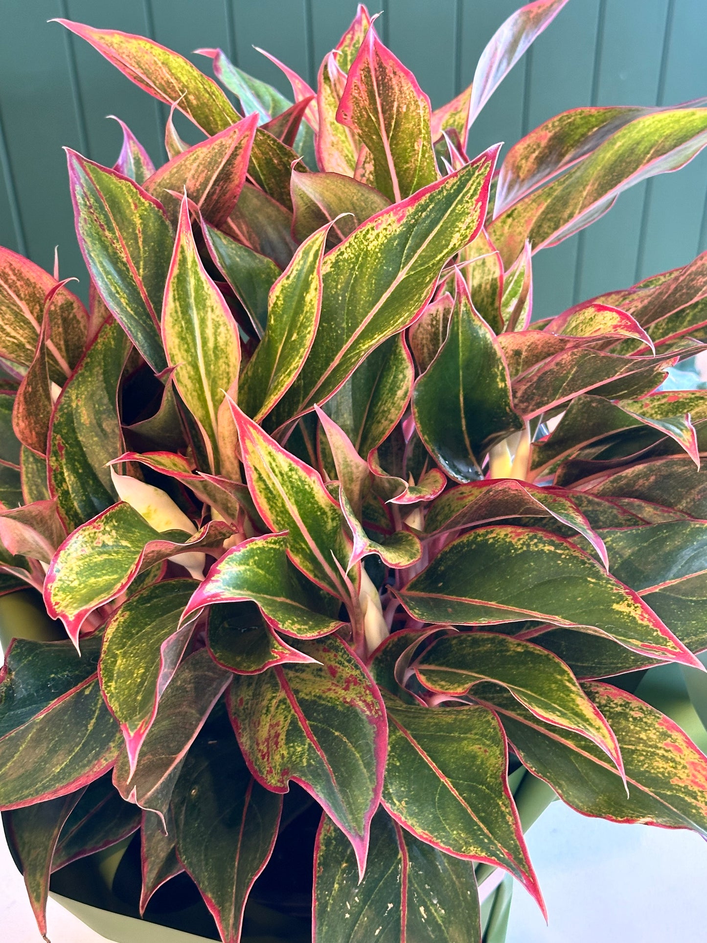 Aglaonema plant