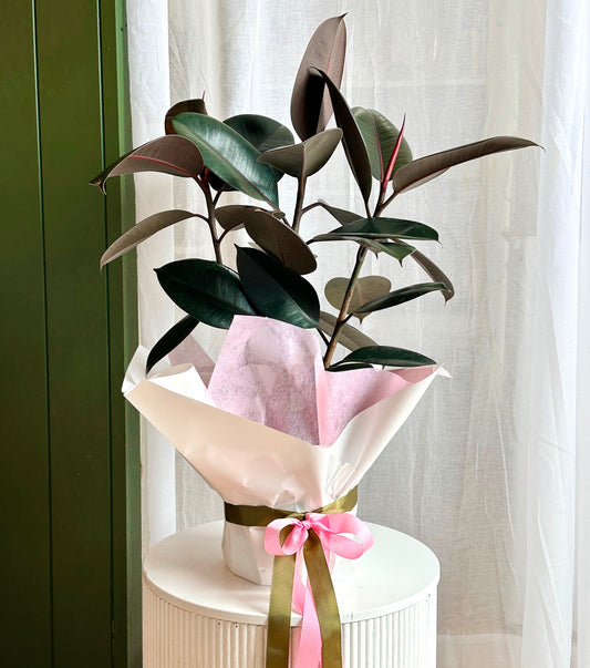Ficus Burgundy plant