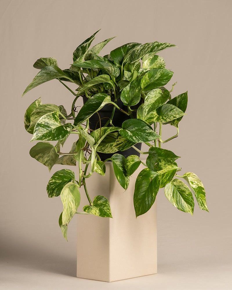 Devils Ivy plant